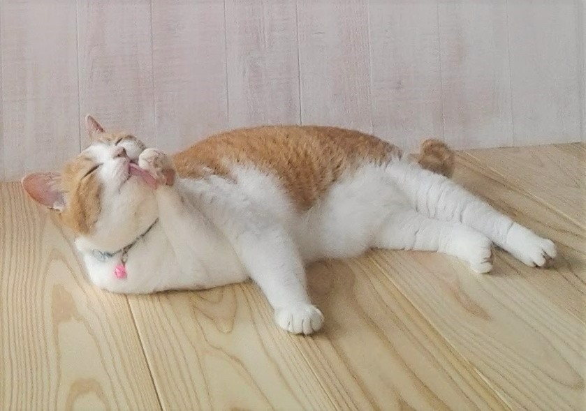 ちびペロ横