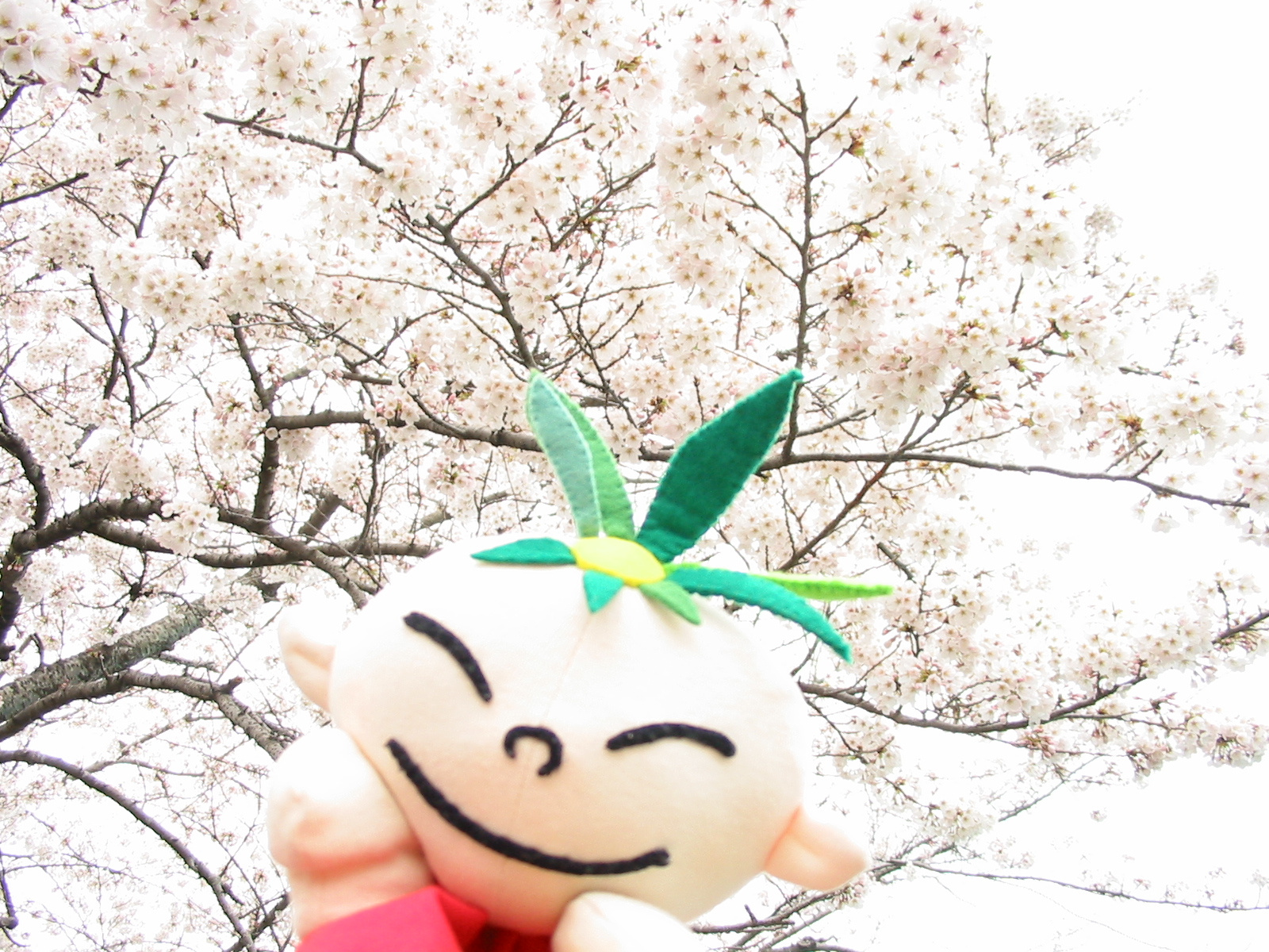 テンちゃんと桜
